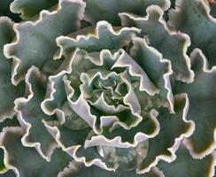 African plant with succulent leaves Echeveria shaviana photo