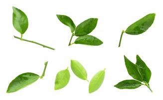 Lime leaves isolated over a white background photo