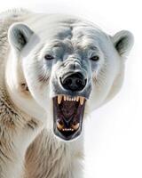 A polar bear with its mouth open and teeth showing photo