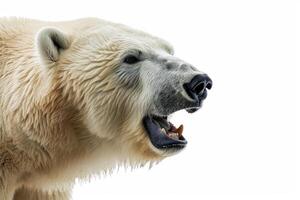 A polar bear with its mouth open photo