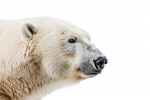 A polar bear is standing in front of a white background photo