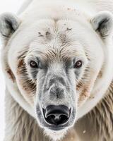 A close up of a polar bear with its eyes open photo