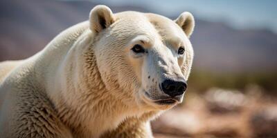 Closeup of a white polar bear in a sunny hot desert. photo