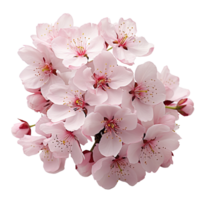 Cherry flower isolated on transparent background png