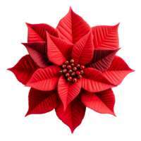 Christmas Poinsettia flower isolated on transparent background png