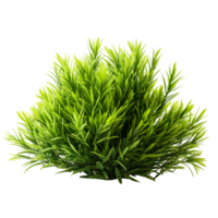 grass bush isolated on transparent background png