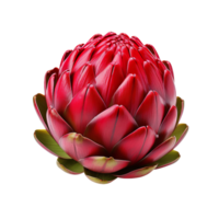 Red artichoke isolated on transparent background png