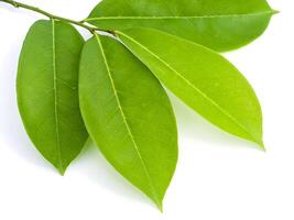 Soursop leaves on white background photo