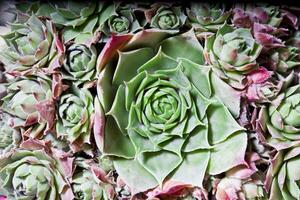 Cactus succulents overhead. photo