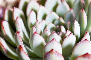 Succulent or cactus with water drops photo