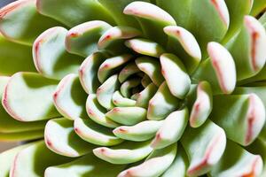 Succulent macro background. photo