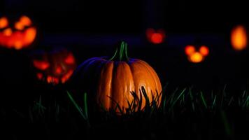 single lit pumpkin a grassy patch photo