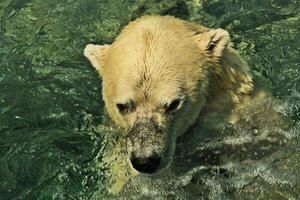 A polar bear swimming in the water photo