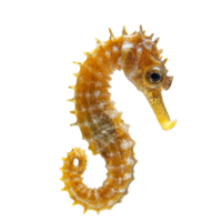 Unique seahorse swimming in clear water habitat png