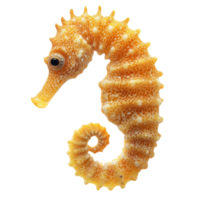 Seahorse swimming gracefully in calm waters png