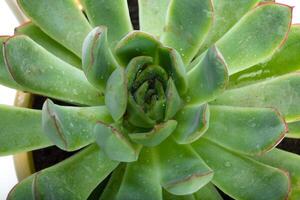 Succulent plant natural background photo