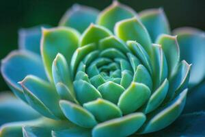 Close-up of a vibrant succulent plant. photo