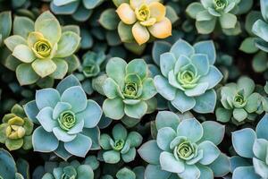 A vibrant collection of various succulent plants. photo