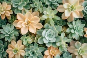 A vibrant arrangement of various succulent plants. photo