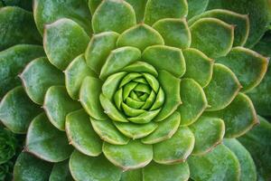 Close-up of a green succulent plant in a spiral formation. photo