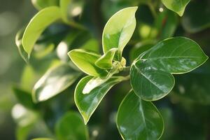 Close-up of vibrant green leaves in natural light. photo