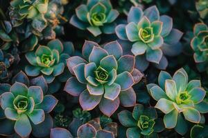 Lush arrangement of vibrant succulents in various shapes. photo