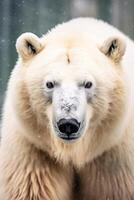 Closeup of a majestic polar bear in the snow photo