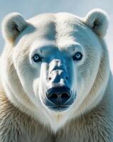 A close up of a polar bear looking at the camera photo