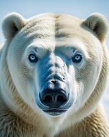 A close up of a polar bear looking at the camera photo