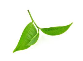 Green tea leaf isolated on white background photo