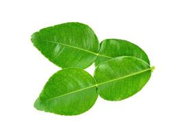 Top view of Kaffir lime leaf isolated on white background photo