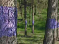 Marking Your Property for Trespassers:  The Purple Paint Law