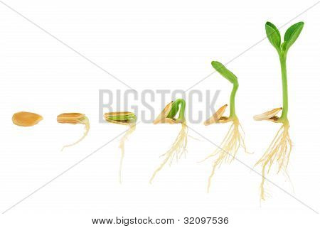 Sequence of pumpkin plant growing isolated evolution concept