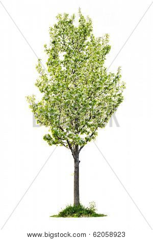 Single young flowering pear tree isolated on white background