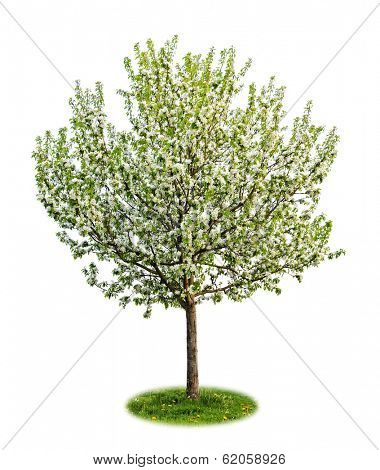 Single young flowering apple tree in spring isolated on white background