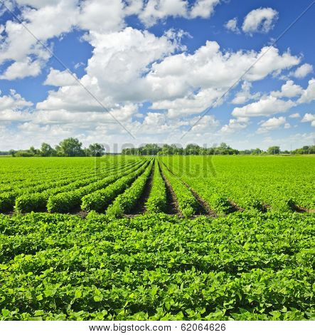 Rows of soy plants in a cultivated farmers field