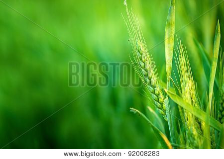 Green Wheat Head In Cultivated Agricultural Field