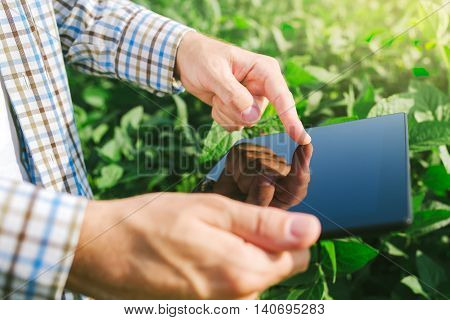 Farmer using digital tablet computer in cultivated soybean crops field modern technology application in agricultural growing activity selective focus