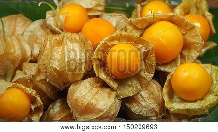 Fresh cape gooseberry fruit or Physalis peruviana or Peruvian groundcherry fruit.