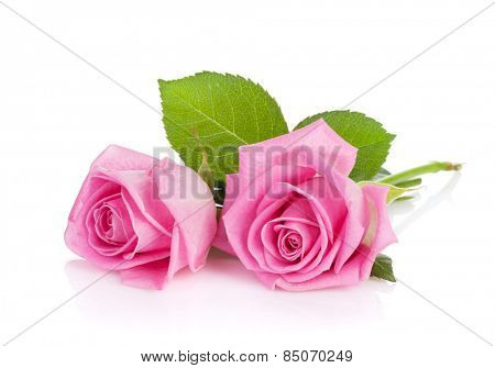 Two pink rose flowers. Isolated on white background