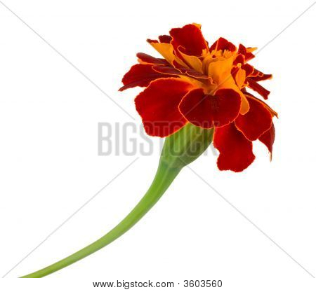 Single Spreading Marigold