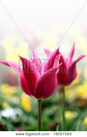 Single spring time tulips in it's natural environment, rendered with white background.