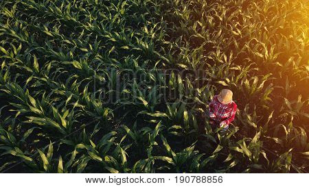 Aerial view of female farmer with digital tablet computer in cultivated agricultural maize crop corn field drone pov