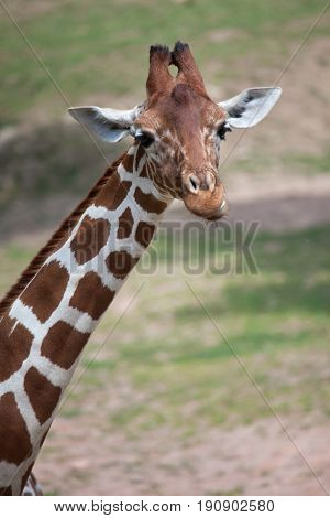 Reticulated giraffe (Giraffa camelopardalis reticulata), also known as the Somali giraffe.