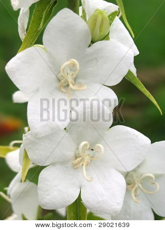 Beautiful white flower on green background