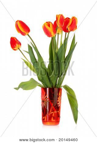 Red tulips on white background