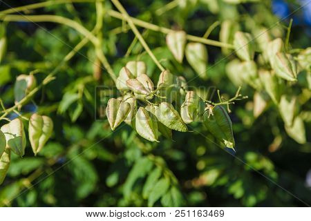 Cape Gooseberry, Fresh Cape Gooseberry Physalis Peruviana Fruit On Its Tree, Cape Gooseberry In The 