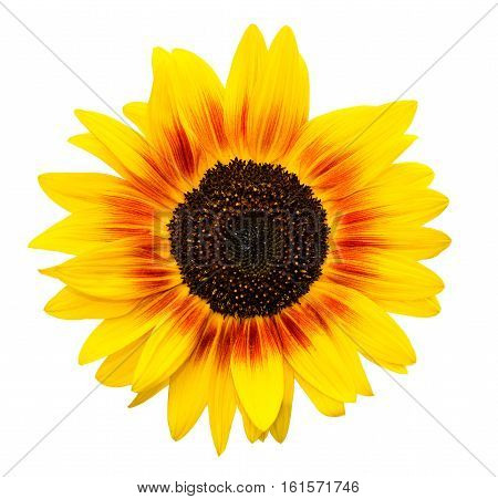 Sunflower isolated on white background. Helianthus or sunflowers are used as food plants. Sunflowers are popular or common crop. Beautiful delicate flower head sunflower isolated on white