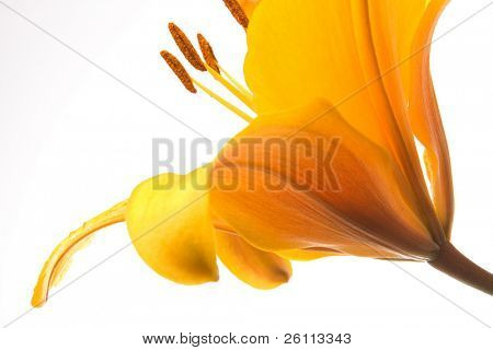 yellow lilly flower on white background