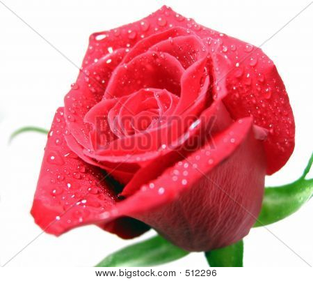 Red Rose With Water Droplets